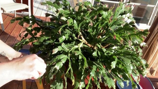 ✂️Trimming Back My Thanksgiving Cactus (Schlumbergera Truncata)? смотреть онлайн