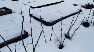 В саду ягода-малина моя.