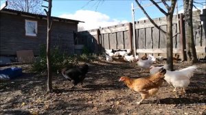 Селекция или грамотное разведение кур / Рассуждения на тему разведения кур на продажу