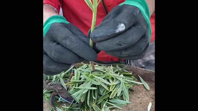 Молочай-размножение черенками Молочай средиземноморский-Молочай скульптурный смотреть онлайн