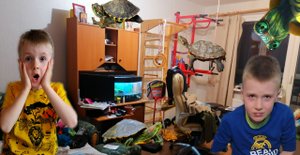 ПРОПАЛА ЧЕРЕПАХА. ПОБЕГ КРАСНОУХОЙ ЧЕРЕПАХИ. ПОИСКИ ЧЕРЕПАХИ. КУДА УБЕЖАЛА ЧЕРЕПАХА УСТИНА.