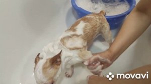 Чистим железы и купаем Чихуа Хуа  Боньку.