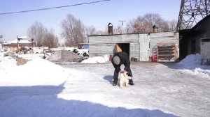 Как приучить щенка среднеазиатского волкодава к поводку.