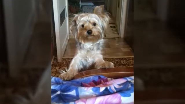СЛАЙДШОУ.Моё утро с собакой🐶🐕 смотреть онлайн