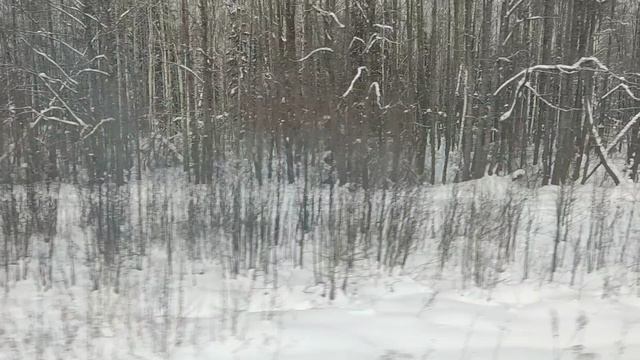 заячьи следы VID_20220129_111210.mp4