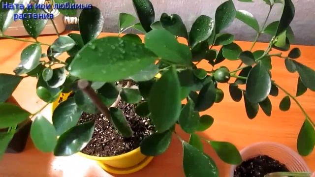 Муррайя : зреют ягодки , фикус Наташа , рост новых пеллионий , малыши-сингониумы и фуксии ! смотреть онлайн