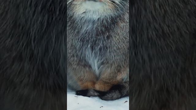 Манул греет лапки на хвосте │Pallas cat warms paws on his tail #pallascat #манул #shorts