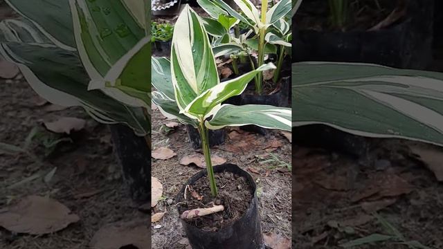 Tanaman hias calathea variegata I calatea varigata