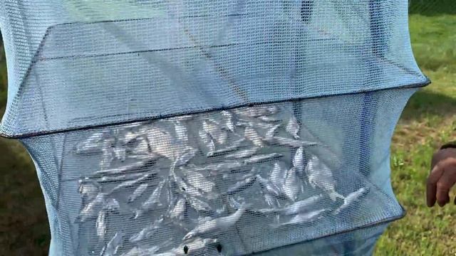 Один день жизни в деревне. Мой огород. Рецепт запеканки. смотреть онлайн