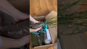 Уцененные розы из питомника Розы Вдохновения