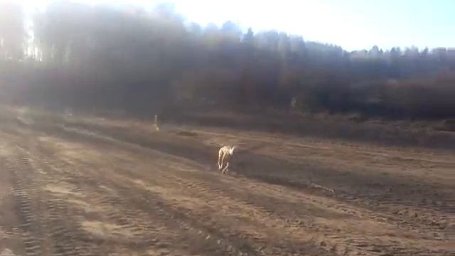 Амстаффы Ценный Приз,Ваниль 1 год"а ,ну-ка,отними! смотреть онлайн