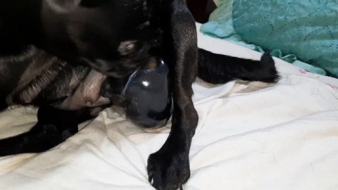 Роды собаки.