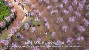 Enjoy springtime in Chongqing, a blossom city|外国小哥打卡重庆春天：山城？NO，花城！