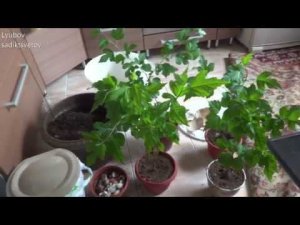 Комнатные цветы/растения. Пересадка садовых гибискусов.