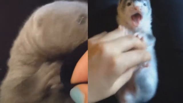 Щенки норок. Цаца и Хантер смотреть онлайн