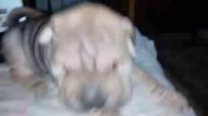 Плачь щенка