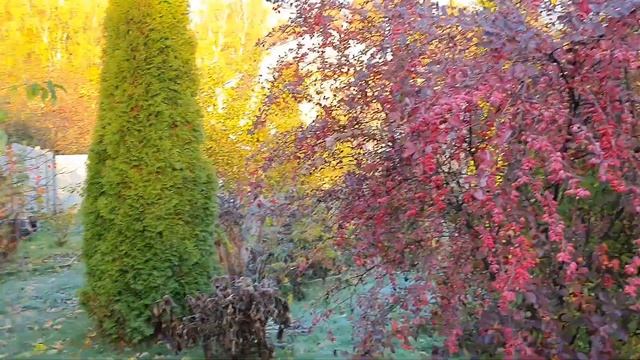 Моя прекрасная дача после заморозка. Осенние цветы смотреть онлайн