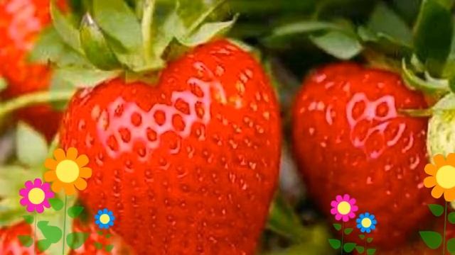 Земляника садовая Зенга Зенгана. Краткий обзор, описание характеристик, где купить саженцы