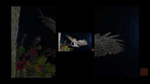 Орёл против совы Кто сильнее