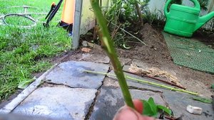 Как я прививаю. Окулировка щитком в приклад