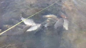 Крым. Рыбалка в с. Спокойное.