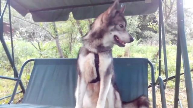 Хаски катается на качелях
