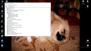 Что делать если After Effects не отвечает или не реагирует на нажатие | РЕШЕНИЕ ПРОБЛЕМЫ