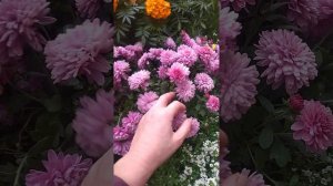 черенкование хризантемы мультифлора осенью I часть