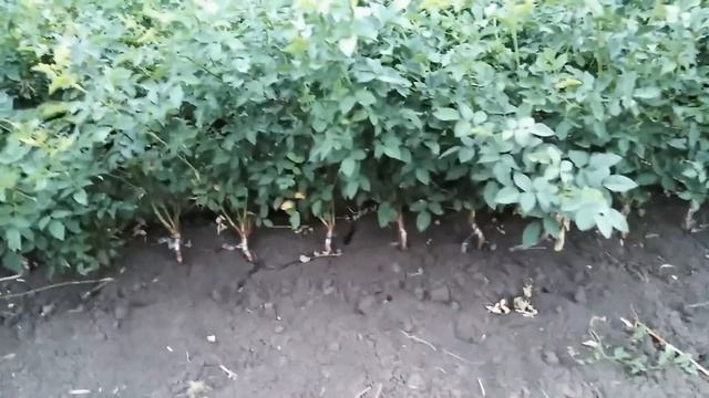 Окулировка розы на шиповник!!! Размножение розы!!! Мастер класс!!!
