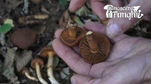 Conoscere i Funghi: Cortinarius orellanus [ VELENOSO MORTALE ]