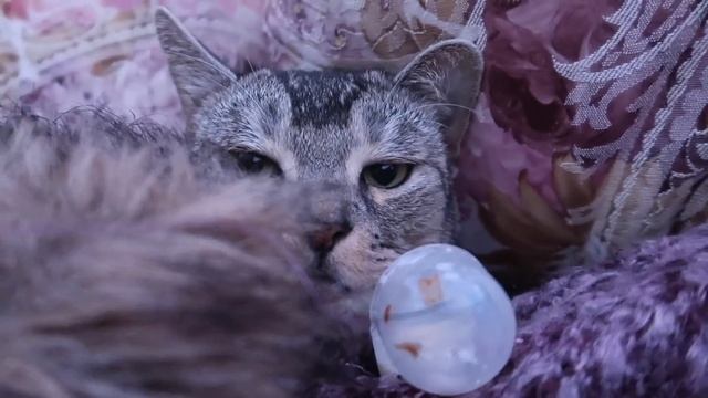 СВИДАНИЕ СЛАДУНА С КОШКОЙ-ПРИЗРАКОМ МУРКОЙ | кот стал призраком