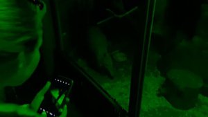 МОСКОВСКИЙ ЗООПАРК - ТРУБКОЗУБ