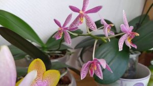 Орхидейки ,цветут новинки P.Jaiho's Pink Girl x mannii black. P.Tthu Chang Chrisna .
