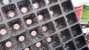 Астры. Про посев, выращивание и срезку.