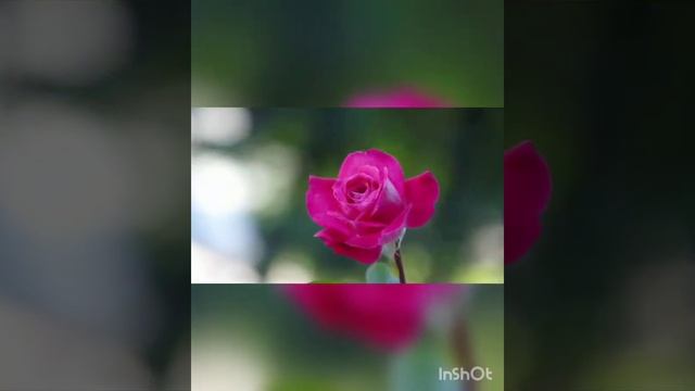 Стихотворение. Борис Постернак. "Дитя моё ". jw
