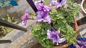 Planters' Joy Update FT. PETUNIA