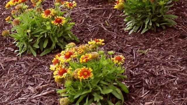 Выращиваем многолетники. Секреты пышного цветения смотреть онлайн