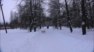 Городской парк в Тосно