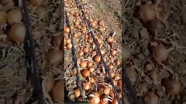 Лук репчатый 2016