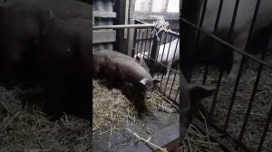 Дюрок, корм и рыбий жир ,рыжие дюрки .сколько лить рыбьего жира