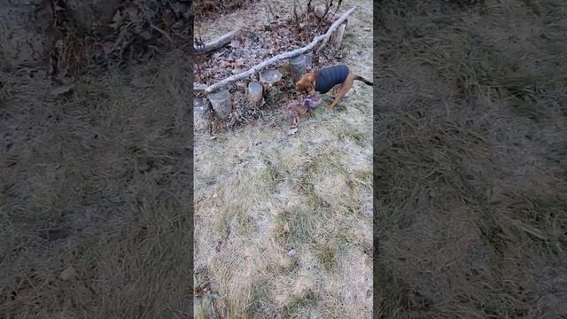 Микс спаниеля и французского бульдога. Щенок 4 месяца. В мире животных смотреть онлайн