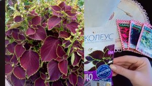 Так ли красив колеус из семян??? Буду ли сажать семенные колеусы?? Итоги сезона 2021.#колеус #цветы