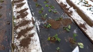 Ранние сорта клубники. посадка .