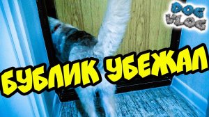 DOGVLOG_ ХАСКИ БУБЛИК УБЕЖАЛ.