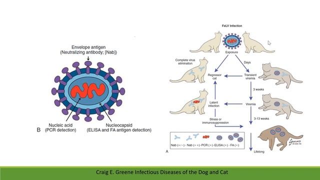 Анемия у животных с неизвестным анамнезом смотреть онлайн