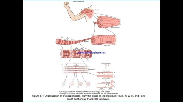 1st year 2nd semester physiologyll7 смотреть онлайн