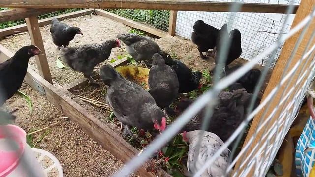 Куры маран черное и голубое серебро. Лето 2021г. смотреть онлайн