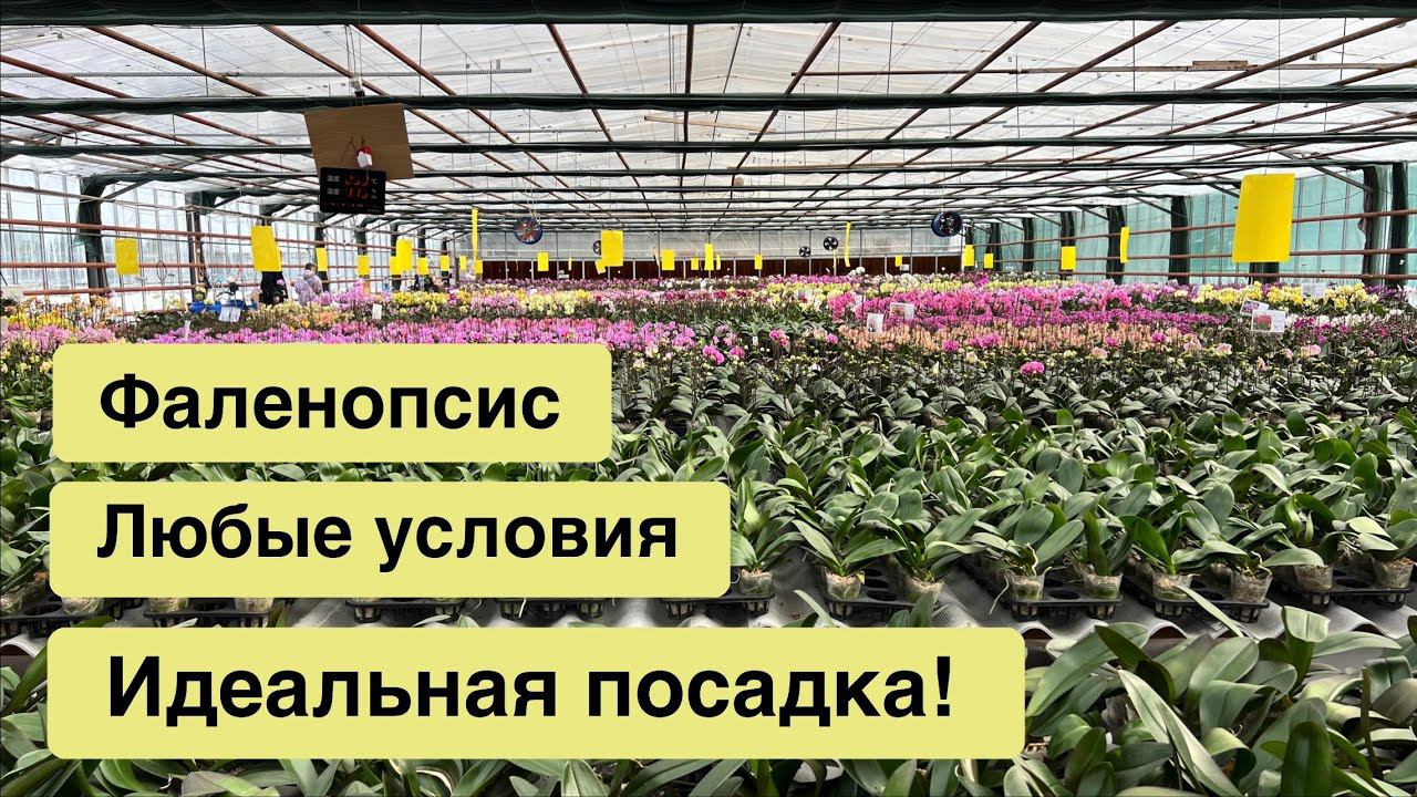 Посадите орхидею ПРАВИЛЬНО!