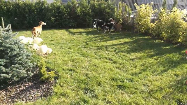 Last fun with mom -  ''LA'' litter FARLAT Saluki смотреть онлайн