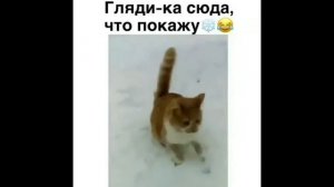 Смешные Кошки и Коты Прикольные Животные 2019 Funny cats and interesting Animals 2019